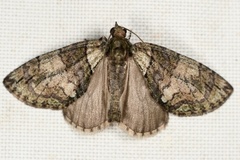 Hydriomena transfigurata