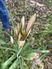 Crinum bulbispermum