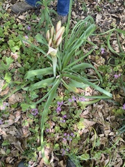 Crinum bulbispermum