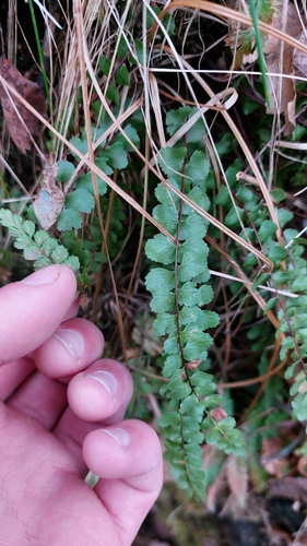 Image of Asplenium adulterinum by (c) Tristan Haab, some rights reserved (CC BY)