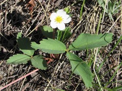 Fragaria virginiana glauca