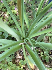 Crinum bulbispermum