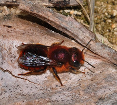 Osmia ferruginea