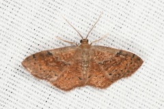 Leptostales ferruminaria