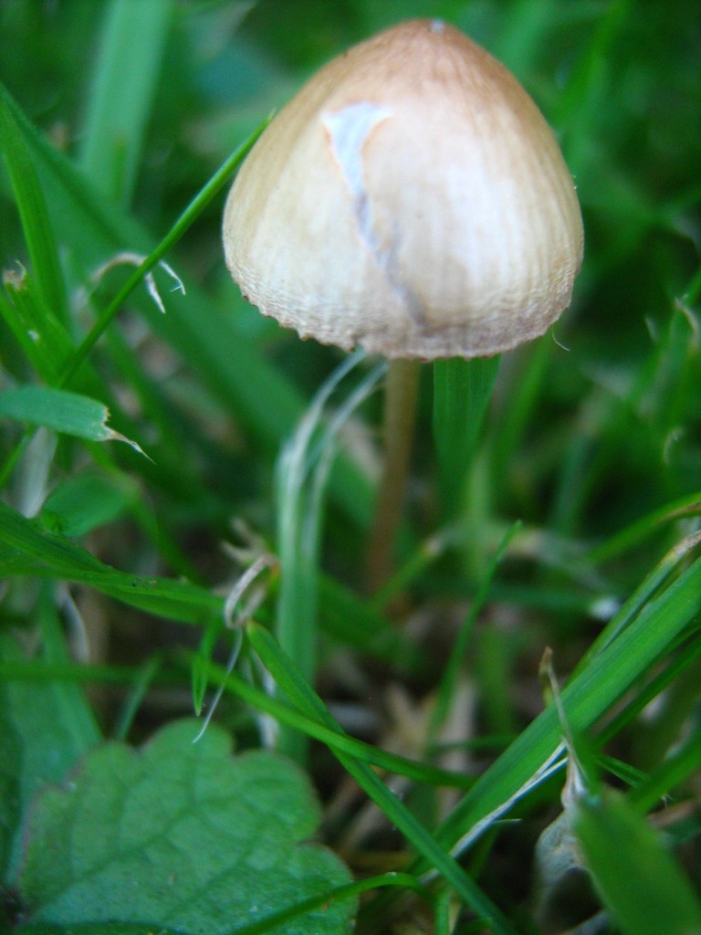 Iodine Bonnet (Fungi of Virginia) · iNaturalist