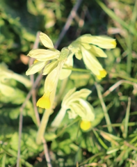 Primula veris