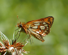 Carterocephalus skada