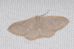 Idaea distinctaria