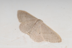 Idaea distinctaria