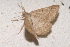 Isturgia murinaria
