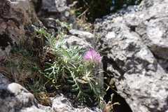 Jurinea humilis