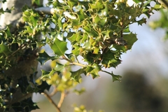 Ilex aquifolium