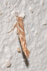 Pyroderces argyrogrammos