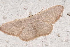 Idaea distinctaria