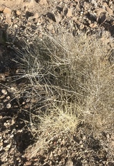 Ephedra torreyana