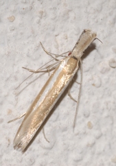 Pleurota aristella
