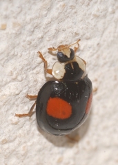 Cadra figulilella