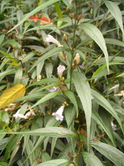 Strobilanthes anisophyllus