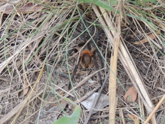Plesiopelma longisternale