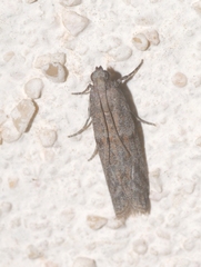 Cadra figulilella
