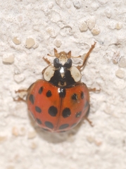 Cadra figulilella