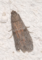Cadra figulilella