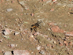 Plesiopelma longisternale