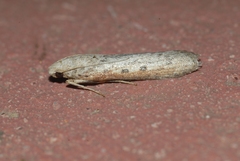 Lamoria anella