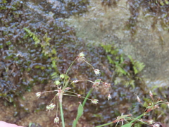 Luzula acuminata carolinae