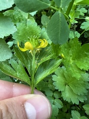 Ranunculus