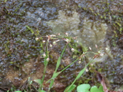 Luzula acuminata carolinae