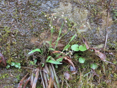 Luzula acuminata carolinae