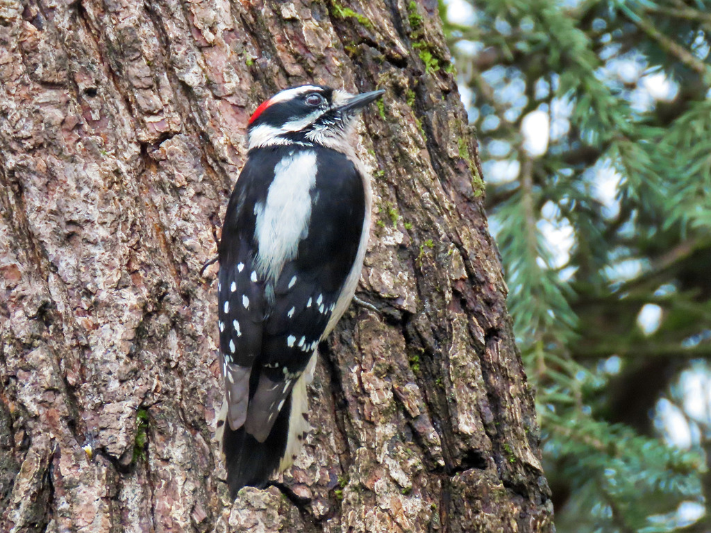 Downy Woodpecker