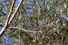 Cynanthus doubledayi