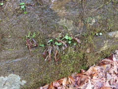 Luzula acuminata carolinae