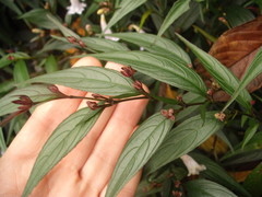 Strobilanthes anisophyllus