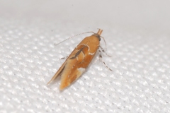 Epicallima formosella