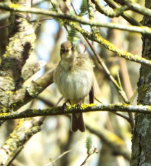 Phylloscopus collybita