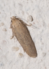 Platyedra subcinerea