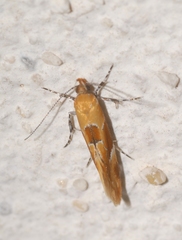 Epicallima formosella
