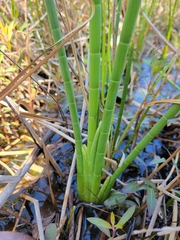 Eleocharis equisetoides