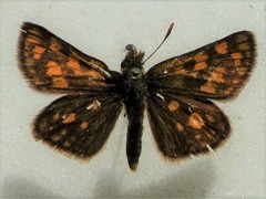 Carterocephalus
