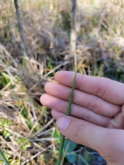 Eleocharis equisetoides