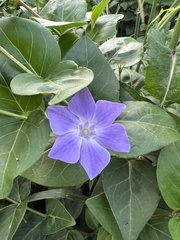 Vinca