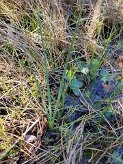 Eleocharis equisetoides