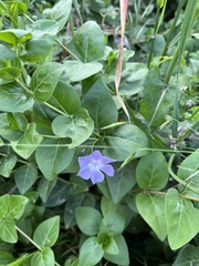 Vinca
