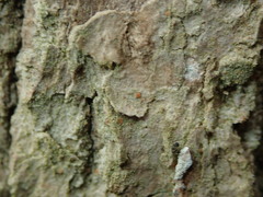 Bacidia rubella