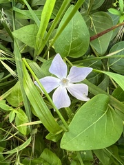 Vinca