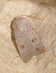 Caradrina proxima