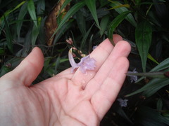 Strobilanthes anisophyllus